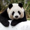Supermarket Magnate Urges Trump Children To Solve NYC Panda Shortage